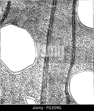 . Eucalyptographia. Une description de l'atlas d'eucalyptus de l'Australie et les îles ;. L'eucalyptus, la botanique. . Veuillez noter que ces images sont extraites de la page numérisée des images qui peuvent avoir été retouchées numériquement pour plus de lisibilité - coloration et l'aspect de ces illustrations ne peut pas parfaitement ressembler à l'œuvre originale.. Mueller, Ferdinand von, 1825-1896. Melbourne, J. Ferres, gouvernement. Imprimer ; [etc. ,Etc. ] Banque D'Images