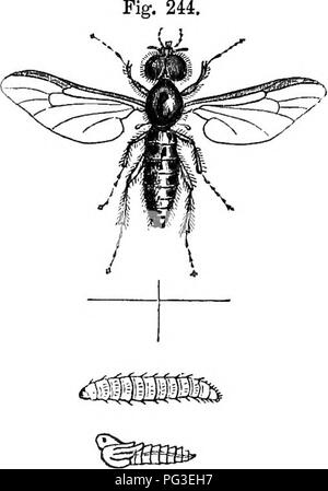 . Le livre du jardin. Le jardinage. La fraise. 591 remarquable par l'abondance de leur production, même si le fruit est petit, individuellement pour une liarity pecu- de la saveur, et pour oontmuing à porter tUl tués par le gel. M. Thompson observe à juste titre : " Le meilleur d'entre eux sont le rouge et blanc, bois et le rouge et blanc alpin. Ces derniers sont susceptibles de dégénérer, et d'assumer les caractères du bois variétés." Le Cisal- Napoléon, parlé en bien de par M. Cobbett dans son Enghsh » jardinier," n'est que le tted alpine sous un autre nom. Fruits Rouge-conique alpine. Banque D'Images