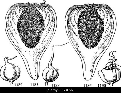 . Un manuel de botanique pour les collèges et universités ... La botanique. REPRODUCTION ET DISPERSION 86i longueur. que les insectes ne sont pas en mesure de déposer leurs œufs dans la tache droite (fig. 1188). Mais dans le figues staminées, connu comme caprifigs, il y a court-circuit-appelée rudiments de fleurs pistillées (souvent appelé gall fleurs, fig. 1189), dans laquelle les oeufs peuvent être placés correctement, plus tard l'éclosion dans les guêpes. Une certaine stimulation exercée par l'insecte provoque l'ovaire primordiums foliaires à développer dans les galles sans pépins. Après un moment les mâles éclosent, manger leur chemin hors des galles dans laquelle ils ont développé et dans les galles norm- pied Banque D'Images