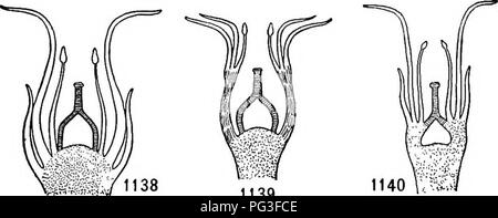 . Un manuel de botanique pour les collèges et universités ... La botanique. 828 pétales de l'écologie et à d'autres que les pétales sont transformés les étamines, ni voir d'avoir un soutien adéquat. Lorsque le calice, corolle, et les étamines sont insérées sur le récipient au-dessous de l'ovaire, la fleur s'appelle hypogynous (figs. 1137, 1138) ; lorsque la corolle et les étamines sont insérées sur le calice au niveau de l'ovaire, la fleur s'appelle perigynous (fig. 1139) ; et lorsque le calice semble être insérée sur l'ovaire, la fleur s'appelle epigynous (fig. 1140). Inflorescence d'une durée déterminée est une dans laquelle. 1139 Fig. 1138-11 Banque D'Images