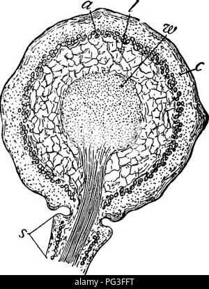 . Un manuel de botanique pour les collèges et universités ... La botanique. Saprophytisme ET SYMBIOSE 8oi. beaucoup de changements peuvent avoir été provoquées dans la dernière grâce à symbi- TSO. En fait, des expériences ont montré que les champignons lichens quand grandi indépen- prudemment diffèrent dans la forme et dans la composition chimique de la même lors de la culture des champignons en symbiose avec des algues. Alors que le corps de lichen, c'est que du symbionte fongique, il est généralement tout à fait ordinaires, contrairement aux champignons plat, il com- pact, et étendus comme une hépatique. Depuis les algues constituent ce que l'on pourrait appeler la tissu synthétique, l'avantage de la fla Banque D'Images