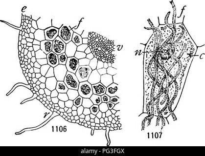 . Un manuel de botanique pour les collèges et universités ... La botanique. Saprophytisme ET SYMBIOSE 793 afin que le mycélium est souvent continue (fig. ioi6, 1107) ; souvent aussi haustéries sont présents, et parfois les hyphes interne continu sont avec les hyphes qui ramify le sol. Les poils absorbants sont généralement rares et sont plus ou moins remplis d'hyphes. De nombreuses cellules racinaires sont exempts de champignons, y compris certaines des cellules externes ainsi que ceux de l'appareil vasculaire.^ sont les champignons endotrophe- sont associées à la tuber-comme gamétophytes de Lycopodium et Botrychium (fig. 1108). Formes de transition b Banque D'Images