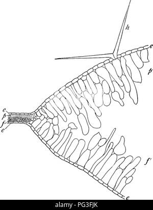 . Un manuel de botanique pour les collèges et universités ... La botanique. Saprophytisme ET SYMBIOSE culturelle 781 modification d'un tissu ou d'un organe due à un autre organisme.' fréquemment les tissus touchés est beaucoup plus large, soit par le biais d'hyper-. FiG. 1089. - Une section transversale à travers le bord d'une feuille du collet de Viburnum Laniana hyperplasy, montrant la suppression et l'hypertrophie ; p, la palissade cellules de la portion non infectés ; P', les cellules correspondantes de la partie infectée ; /, les cellules d'une éponge de la partie non infectés ; /', les cellules correspondantes de la partie infectée ; e, épiderme ; li, les cheveux de l'épiderme ; Banque D'Images