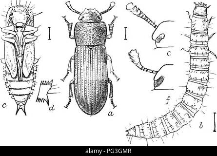 . An illustrated catalogue descriptif des coléoptères coléoptères ou (à l'exclusion de la Rhynchophora) présents dans l'Indiana : avec bibliographie et des descriptions des espèces nouvelles . Les coléoptères. Le DARKLING les coléoptères. 1255 est en ruine, lorsque les insectes pour temps liave pour propager l'}' bientôt convertir la farine en une masse grise, inutiles. Une partie de la contrarier- ment à l'acheteur, vendeur et fabricant est due au fait que. Fig. 561. Tribolium confusum ; un, coléoptère ; h, larve, pupe ; c, d, des lobes latéraux de l'abdomen de nymphe ; e, liead de Ponderosa, montrer et de l'antenne de l'œil ; /, même ferrujiiifum de T.. (Après Chittenden Banque D'Images