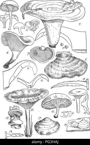 . Champignon britannique-flora. Un texte-livre classés de la mycologie. Les champignons. . Veuillez noter que ces images sont extraites de la page numérisée des images qui peuvent avoir été retouchées numériquement pour plus de lisibilité - coloration et l'aspect de ces illustrations ne peut pas parfaitement ressembler à l'œuvre originale.. Massee, George, 1850-1917. Londres, New York, G. Bell &AMP ; Fils Banque D'Images