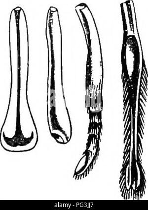 . L'origine de structures florales : grâce à la lutte contre les insectes et d'autres organismes. Les plantes ; fleurs ; Fleurs. Secret des tissus. 141 Un examen microscopique de l'anatomie de leur sbows nectaires à être composée de petites cellules ressemblant de près à la condition d'merismatic tbe tissu cellulaire ordinaire (voir Fig. 43, a), et semblable à l'arrêté du parenchyme pulvinus à la base du pétiole des feuilles de couchage, -qui permet à cet organe de rester flexible. Ou, encore une fois, il est très similaire à la réalisation de tissus le style, qui doit son origine à l'effet d'irritation du tube pollinique (chap, xvii Banque D'Images