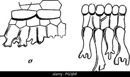 . L'origine de structures florales : grâce à la lutte contre les insectes et d'autres organismes. Les plantes ; fleurs ; Fleurs. L'origine des pièces florales. 137 affirmant que la nature est à l'origine afin de garder les fourmis oS ; pour cette ligne de raisonnement est à peu près sûr de se poser à nous dans les méthodes téléologique défectueux. Ce qui les cause n'est pas à l'heure actuelle connu dans tous les cas ; si nous avons peut-être l'impression que certaines conditions, que la croissance dans l'eau, peuvent nous conduire à leur disparition, comme Dr. Kerner a fait observer dans le cas de Polygonum amphibium, qui n'a qu'eux lorsqu'ils se développent sur le terrain. Si, toutefois, nous vous demandons, par exemple, pourquoi la douce-bria Banque D'Images
