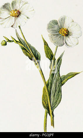 . Fleurs de jardin familier . Fleurs ; plantes ornementales ;, la floriculture. CROWFOOT enneigée.. Veuillez noter que ces images sont extraites de la page numérisée des images qui peuvent avoir été retouchées numériquement pour plus de lisibilité - coloration et l'aspect de ces illustrations ne peut pas parfaitement ressembler à l'œuvre originale.. Hibberd, Shirley, 1825-1890 ; Hulme, F. Edward (Frederick Edward), 1841-1909. Londres : Cassell Banque D'Images