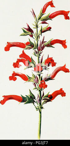 Cette collection traite de la valeur culturelle et esthétique des fleurs de jardin familières, explorant leurs significations symboliques et leurs applications pratiques dans les jardins domestiques et publics. Le travail met en évidence le lien émotionnel que les gens ont avec les fleurs et leur importance dans la conception des jardins. Banque D'Images