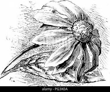 Cette collection de fleurs de jardin présente diverses plantes ornementales, généralement trouvées dans les jardins résidentiels. Les fleurs sont sélectionnées pour leur attrait esthétique, contribuant au domaine de la floriculture. De telles plantes sont couramment utilisées à des fins décoratives et fournissent un intérêt visuel tout au long des différentes saisons. Banque D'Images