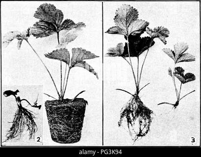 . La multiplication des plantes : les serres et les pépinières la pratique . La propagation de la plante. La multiplication par LAYERAGE-bourgeons 69 soit à la transplantation ou à liear de fruits. Dans la pratique sur le terrain pas de tels soins que ce n'est prise, les plantes Ijeing^ freeb racine à l'intérieur des limites de la largeur de la haie ou nattés. Comme dans toutes les autres méthodes asexuées de propa gation, ossature.produire la même variété que les plantes-mères à partir de laquelle s'sont formés. 103. La propagation rapide des strawherry.-c. Gazeau, un Français en- vestigator, prétend que les fraises peuvent être rapidement propagé ainsi :. FIG. 60-FRAISIERS PRÊT POUR LE RÉGLAGE 1 Banque D'Images