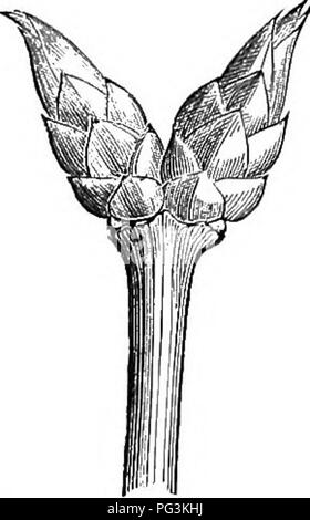 . Comment les cultures se développent. Un traité sur la composition chimique, la structure, et de la vie de l'usine, pour tous les élèves de l'agriculture ... Chimie agricole ; la croissance (plantes). Fig. 45.. Veuillez noter que ces images sont extraites de la page numérisée des images qui peuvent avoir été retouchées numériquement pour plus de lisibilité - coloration et l'aspect de ces illustrations ne peut pas parfaitement ressembler à l'œuvre originale.. Samuel Johnson, William, 1830-1909. New York, O. Judd &AMP, le nom de l'entreprise Banque D'Images