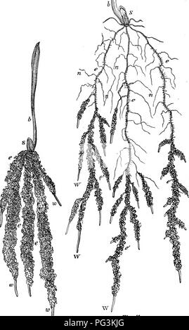 . Comment les cultures se développent. Un traité sur la composition chimique, la structure, et de la vie de l'usine, pour tous les élèves de l'agriculture ... Chimie agricole ; la croissance (plantes). Comment 246 CKOPS GEOW. hi. Jig. 40. Fig- 41 numérisés par Microsoft®. Veuillez noter que ces images sont extraites de la page numérisée des images qui peuvent avoir été retouchées numériquement pour plus de lisibilité - coloration et l'aspect de ces illustrations ne peut pas parfaitement ressembler à l'œuvre originale.. Samuel Johnson, William, 1830-1909. New York, O. Judd &AMP, le nom de l'entreprise Banque D'Images