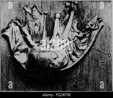 . Les coliques du cheval : leurs causes, symptômes, diagnostic et traitement . Chevaux ; coliques. i68 LES COLIQUES DU CHEVAL quelque lointain 7 ou 8 pieds de l'anus. L'obstruction était presque rondes, et à l'approche de l'ovale, de la taille d'un coco, et, voyant qu'il était entièrement composé d'excréments, extrêmement dur. Il a présenté l'aspect représenté dans la photographie d'accompagnement :. r,G II. touché Partie de Petit Colon r suspendu,Y méso. A, B, le mésentère ; obstruction ; C, sacculated replis de l'intestin ; D, bande longitudinale de l'intestin. Aucun autre circumstan suspectes Banque D'Images