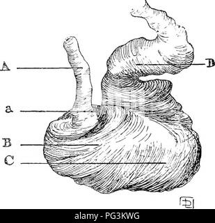 . Les coliques du cheval : leurs causes, symptômes, diagnostic et traitement . Chevaux ; coliques. i8 LA POLITIQUE DES COLIQUES DU CHEVAL à gauche sac, qui il recouvre complètement, laissant le sac de droite (indiqué par les pointillés) à découvert. Dans la petite courbure ses fibres deviennent quelque peu perdu brusquement, tandis que la grande courbure les conserve à l'ensemble de l'envelop- ment de la surface en dessous de la droite, dont le sac sur la surface supérieure ils deviennent peu à peu effacées.. Fig. 5.-milieu de la couche musculaire de l'estomac. H, fibres circulaires (dans une posilion blackly plus bordées que leurs voisins). Ther Banque D'Images