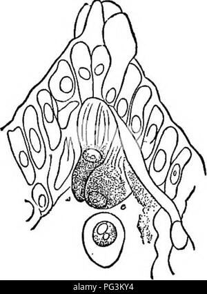 . Botanique physiologique ; I. Lignes de l'histologie d'phaenogamous les plantes. II. Physiologie végétale. Physiologie végétale ; anatomie végétale. . Veuillez noter que ces images sont extraites de la page numérisée des images qui peuvent avoir été retouchées numériquement pour plus de lisibilité - coloration et l'aspect de ces illustrations ne peut pas parfaitement ressembler à l'œuvre originale.. Goodale, George L. (George Lincoln), 1839-1923. New York [etc. ] : American Book Co. Banque D'Images