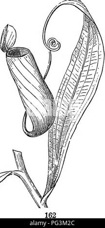 . Botanique physiologique ; I. Lignes de l'histologie d'phaenogamous les plantes. II. Physiologie végétale. Physiologie végétale ; anatomie végétale. NEPENTHES. 349 918. Nepenthes.. Veuillez noter que ces images sont extraites de la page numérisée des images qui peuvent avoir été retouchées numériquement pour plus de lisibilité - coloration et l'aspect de ces illustrations ne peut pas parfaitement ressembler à l'œuvre originale.. Goodale, George L. (George Lincoln), 1839-1923. New York [etc. ] : American Book Co. Banque D'Images