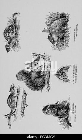 . Les commerçants de fourrure et les animaux à fourrure. Commerce des fourrures ; les animaux à fourrure. La famille des écureuils. 303. Veuillez noter que ces images sont extraites de la page numérisée des images qui peuvent avoir été retouchées numériquement pour plus de lisibilité - coloration et l'aspect de ces illustrations ne peut pas parfaitement ressembler à l'œuvre originale.. Petersen, Marcus, 1854-. Buffalo, N. Y. , appuyez sur Hammond Banque D'Images