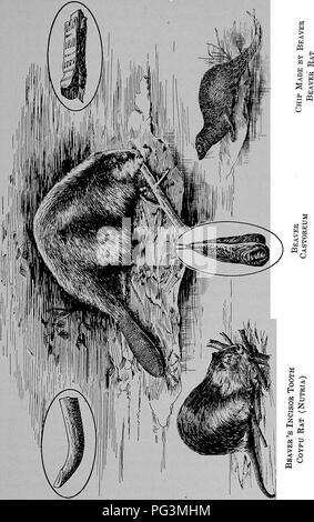 . Les commerçants de fourrure et les animaux à fourrure. Commerce des fourrures ; les animaux à fourrure. Le Castor. 279. Veuillez noter que ces images sont extraites de la page numérisée des images qui peuvent avoir été retouchées numériquement pour plus de lisibilité - coloration et l'aspect de ces illustrations ne peut pas parfaitement ressembler à l'œuvre originale.. Petersen, Marcus, 1854-. Buffalo, N. Y. , appuyez sur Hammond Banque D'Images