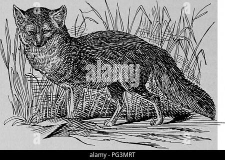 . Les commerçants de fourrure et les animaux à fourrure. Commerce des fourrures ; les animaux à fourrure. 160 Carnivoea Fissipedia. Il chasse sa nourriture la nuit, être plus actif tôt le matin quand toute vie animale est en mouvement, et ils ont une meilleure chance d'obtenir les petits animaux et les oiseaux qui vpith ils varier leur régime alimentaire de fruits, de noix et d'oeufs.. Le renard gris. À l'état sauvage les renards sont monogames. L'homme n'a qu'à l'un des époux en une saison, et alors que les jeunes sont élevés il loyalement les fourrages pour eux. Se limiter à un seul mâle- ment cependant parfois a été saillie suc- bien avec deux ou même trois femelles Banque D'Images