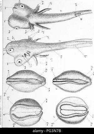 . Mémoires de l'Anniversaire de Boston (Boston society of natural history ; pub. dans la célébration du cinquantième anniversaire de la fondation de la société. 1830-1880. L'histoire naturelle ; les Indiens d'Amérique du Nord. . Veuillez noter que ces images sont extraites de la page numérisée des images qui peuvent avoir été retouchées numériquement pour plus de lisibilité - coloration et l'aspect de ces illustrations ne peut pas parfaitement ressembler à l'œuvre originale.. Boston Society of Natural History. Boston, la Société Banque D'Images