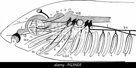 . Un manuel de zoologie. Zoologie. IV. 471 vertébrés mais lié à elle par un nerf, il se trouve dans une cavité dans^ os pariétaux, qui se produit non seulement dans les dernières mais dans les formes fossiles. Au-dessus de cet œil la peau peut être transparent. La plupart des nerfs qui viennent du cerveau (nerfs crâniens) surviennent entre le milieu du cerveau et de la moelle épinière, en particulier de la medulla oblongata. Le bulbe olfactif et les nerfs optiques sont une exception, celle qui découle de la cerveau, l'autre de la loin de la cerveau, mais ijoth, et surtout l'optique, diffèrent tellement des nerfs périphériques qu'ils peuvent à peine Banque D'Images