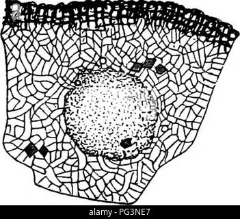 . La morphologie comparative et de la biologie des champignons, bactéries et mycetozoa . La morphologie des plantes ; Champignons ; myxomycètes ; bactériologie. Chapitre V.^-EXAMEN COMPARATIF.-ascomycètes.-SCLEROTINIA. 2ig masse périphérique des éléments qui proviennent de la périphérie du primordium comme les branches de l'hyphes médullaires stout. Le petit centre bundle est courte, le périphérique sont plus longs hyphes à mesure qu'ils sont plus proche de la circonférence, et, comme les périphyses des Pyrénomycètes, leurs extrémités convergent vers la ligne médiane, et donc une faible dépression est formé à l'apex de la commerce Banque D'Images