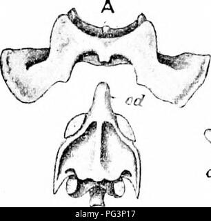 . Un manuel de zoologie. Manuel de zoologie 494 SECT. Le vertebne thoracique ont toutes les épines de forme allongée. L'apophyse transverse sont courtes et stout ; chacun porte près de son extrémité, une petite surface articulaire lisse ou pour le bacille tuberculeux d'un RIB. Sur la partie antérieure et postérieure des frontières de chaque vertèbre est un peu d'aspect semi-lunaire, la facette capitulaires, située à la jonction de l'centrum et l'arc neural. Les deux semi-lunaire contigus facettes de vertèbres successives forment entre eux une concavité dans lequel la tête ou d'un capitule rib est reçu.. Bsp SW °&Lt ;* art Banque D'Images