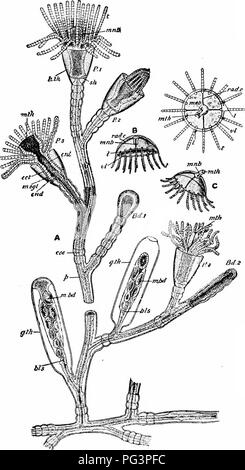 . Un manuel de zoologie. . Fig, 41. - Obelia sp. Une partie, d'une colonie, avec certaines pièces de longi- tudinal ; section B, méduse ; C, le même, avec parapluie renversé ; D, le même, l'aspect oral ; Ed. 1, 2, boutons ; bis, blastostyle ; ctr, ccenosarc ; ect, l'ectoderme, l'endoderme ; fin ; ent, entériques ; cavité, gonotheca gonangium (GTH) : hth, hydro- thèque ; /, Hthocyst ; vi.bd, medusa-bouton ; mul&gt ;, manubrium ; msgl, mesoglaea ; mth, bouche, fi, perisarc ; P, 1, 2, 3, 4, polypes ; rad.c, canal radial ; /, tentacle ; vl, velum. 93. Veuillez noter que ces images sont extraites de la page numérisée des images qui peuvent avoir Banque D'Images