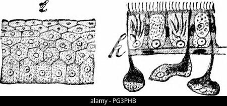 . Un manuel de zoologie. / Fmmm â â â â X ;-. .-Li ; â ¢ A. J'.-y/KfS. Fig. 28. - Diverses formes de l'épithélium, un épithélium cilié, colonnes, 6 ; ; d, sur- face vue du même ; c, on ; e, le même à partir de la surface,  ft épithélium flagellé avec colliers ; g, épithélium flagellé sans cols ; h, de l'épithélium de l'intestin avec pseudopodes ; j, k, l'épithélium stratifié ; d'un épithélium deric planarian marine avec des cellules pigmentaires, les cellules de tige, et sous-épithélial des glandes. (À partir de la Lang. d'Anatomie comparée). Veuillez noter que ces images sont extraites de la page numérisée des images qui peuvent avoir été Banque D'Images