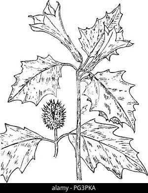 . La botanique pour les étudiants en agriculture . La botanique. Fig. 440. - Une partie d'un plant de tomate portant des fleurs et des fruits, et aussi une fleur agrandie pour afficher la structure de la fleur. dodendrons et bruyères. Le Traihng (Arbutus Epigaea), qui est la fleur de printemps préférés partout où elle pousse, et le Madrona, l'un des plus beaux arbres de la côte du Pacifique, appartiennent à cette famille. La famille de patate douce (Convolvulaceae). - Les plantes de cette famille sont principalement des herbes ou twining. Leurs fleurs, comme celles de la gloire du matin illustrer, sont souvent tout à fait remarquable. Ils ont cinq étamines, et leur Banque D'Images