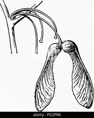 . Menuiserie élémentaire. Le travail du bois ; les arbres. 82 39 TRAVAIL DU BOIS PRIMAIRE. Les clés de l'érable. Le fruit, ou des graines, de tous les érables sont connus comme ailé. La télévision, partie mince donne à la semence d'un mouvement de rotation comme elle tombe de l'arbre. C'est la façon dont la nature est de répandre la semence sur une grande surface de façon à ce que davantage d'arbres peut être commencé dans la vie. De nombreuses graines d'arbres sont ailés, mais les semences d'érable ou la clé est si grand et si commun que chacun doit à un moment ou l'ont remarqué. 40. Le Ash-Leaved Maple. L'érable à feuilles de frêne est une feuille très com- mun dans nos parcs. Il n'a pas resem- blance à d'autres feuilles d'érable, mais Banque D'Images