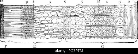 . Un manuel de zoologie. Zoologie. L'ORGANOLOGIE GÉNÉRALE 119 étapes les cellules visuelles sont étroitement liées à l'accumulation d'wliich pigmentaires surviennent soit dans ou autour des cellules. Que ce pigment n'est pas indispensable pour une faible perception visuelle est indiqué par l'albinos de pouvoirs qui sont exempts de pigment, mais il est évident qu'il faut augmenter la sensibilité des cellules, de pigmentation est si commun que les yeux les plus simples peuvent être définis comme des taches bien définies, à laquelle il n'y a fréquemment ajouté une lentille pour concentrer la lumière (fig. 84, III). Les yeux.-À partir de ces débuts, qui sont evide Banque D'Images