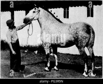 Ce récit historique retrace l’origine et le développement du cheval percheron, une race connue pour sa force et son endurance. Il détaille l'introduction de la race aux États-Unis, son évolution et son importance dans le travail agricole. Le livre comprend également un symposium sur la gestion et l'élevage des percherons, avec des avis d'experts. Banque D'Images