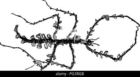 . L'étude de la vie animale. Zoologie. CHAP. IV L'évolution pour une vie 55 chenilles, la ressemblance de protection serait favorisé dans le cadre de la sélection naturelle.. Fig. S.-Moss insecte. (À partir de la ceinture.) 8. Couleurs d'avertissement.-Si de nombreux animaux sont con- cealed par leur coloration, d'autres sont faites le plus visible. Mais, comme ces derniers sont souvent désagréable ou dangereux, Wallace a suggéré que les couleurs ont été mises en garde, qui, comme Poulton dit, " aider l'éducation des ennemis, leur permettant d'apprendre et de mémoriser facilement les animaux qui sont à éviter." exprimant la même idée, sa ceinture Banque D'Images