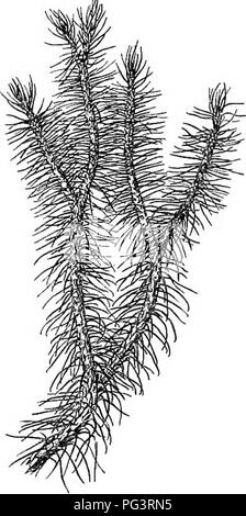 Ce manuel présente aux élèves la biologie végétale et leurs diverses utilisations, en se concentrant sur les mousses de club et leurs processus de reproduction. Il offre une explication détaillée des sporanges, des strobili et des différences entre les tiges fertiles et stériles. Le texte est conçu pour les étudiants en agriculture, en sciences domestiques et en botanique. Banque D'Images