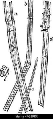 . Éléments de microscopie électronique appliquée. Un texte-livre pour les débutants. Microscopie électronique. 86 éléments de microscopie électronique appliquée. 5. Le chanvre.-Le chanvre-fibre, à distinguer de chanvre de Manille et l'agave, qui seront considérées comme plus tard, est dérivé du cannabis sativa, une herbe avec beaucoup de la même gamme que les plantes cultivées en lin, plus largement, peut-être, en Russie et en Italie. C'est une fibre solide, bien que moins souple que le lin, et est utilisé pour les cordages, les voiles, et la fabrication de certains autres tex- tiles. La plante de cannabis fournit également le médicament du haschich.. Fig. 34.-le-fibre de chanvre. (Après Hassack.) 200 Banque D'Images