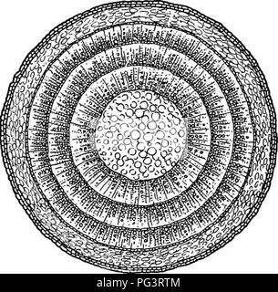 Ce manuel présente la biologie végétale et ses utilisations, en se concentrant sur la croissance, les structures et les fonctions des plantes. Il met l'accent sur les applications pratiques dans l'agriculture et la botanique, en mettant l'accent sur les étapes de développement des plantes. Banque D'Images