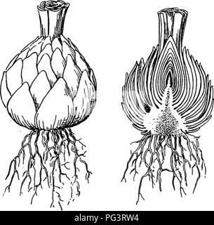 . La vie des plantes et usages des plantes ; un manuel élémentaire, une fondation canadienne pour l'étude de l'agriculture, de l'économie domestique ou d'un collège de la botanique. La botanique. i6o s'explique enrichit le sol. Au printemps, lorsque le sol n'est pas susceptible de geler de nouveau, le paillis peut être incliné. Bientôt, les jeunes pousses de la tulipe s'affichent. Au début, ils se nourrir de la xénon, mais après ils sont entièrement développé de-, ils emmagasinent de la nutrition retour à nouveau les ampoules. Nouvelles ampoules peuvent se développer comme des branches d'anciens, et nouveaux et anciens peuvent être utilisés pour faire FlGâ ^â¢7A.Avbs bulb") ^^Y4"16 lits pour les ri Banque D'Images