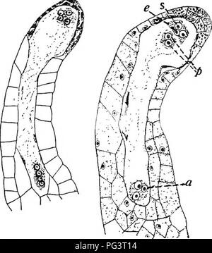 . La botanique pour les étudiants en agriculture . La botanique. 464 SPERMATOPHYTES (plantes à graines) région renfermé dans la membrane cellulaire de la mégaspore en germination. Dans cette position la division nucléaire suit jusqu'à ce qu'il y a quatre noyaux situés à chaque extrémité de la mégaspore est maintenant devenu le gamétophyte femelle, composée de huit à quatre noyaux, l'micropylaire et quatre à l'extrémité opposée, connu sous le nom ou chalazale antinomique du sac embryonnaire. Après la scène avec huit noyaux est atteinte, puis l'organisation de la femme gameto- phyte commence comme illustré à la Figure 410. Un noyau appelé noyau polaire à partir de chaque extrémité du th Banque D'Images