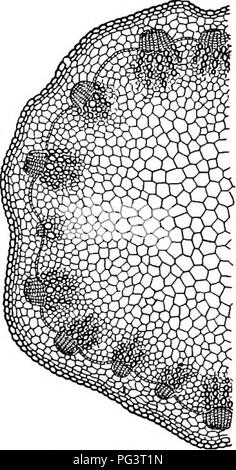 Ce manuel introduit la biologie végétale, en se concentrant sur les faisceaux vasculaires trouvés dans les plantes comme le céleri et la banane. Il sert de base aux études agricoles et botaniques, offrant une compréhension de base de la structure et de la fonction des plantes. Banque D'Images