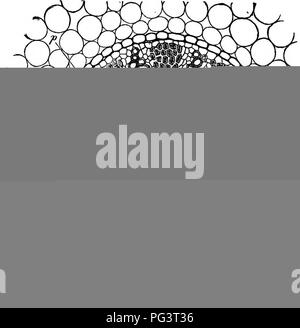 . L'essentiel de la botanique. La botanique. 44 B0TAN7. paroi des cellules, qui constituent une véritable meristem-tissu, dans laquelle le nom de * Cambium a été donné (e, c, fig. 26 et 21). À côté du cambium, mensonge, afin, de la grille-tissu et des tissus mous (parenchyme) ; ces n'occupent pas des zones séparées, mais sont plus ou moins mêlés, formant une masse. Fio. 28.-fibro-vasculaires ensemble d'ot racine acore Calame (glands), p. traoheary les plaques de tissu ; g, g, dénoyautées navires ; ph, tamis-tissu ; s, bundle-sheatn. appelé Le Soft Bast (y, y, y. Cochon. 26, et^, fig. 21). Le tamis tamis comprend des tissus mous et des tubes-cambiform o Banque D'Images