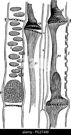 . L'essentiel de la botanique. La botanique. Tlim des tissus végétaux. 21-grille principalement dans les conduits d'un diamètre inférieur, et d'avoir des repères mais pas les perforations du tamis-disques.. Fio. 13.-section longitudinale à travers le tamis-tissu de Pumpkin-tige. g. g, section de la grille transversale : ai, plaques de grille latérale-assiette ; x. mince lieux mur ; Z, le même vu dans l'article ; ps, matières protoplasmiques contractés par l'alcool dans lequel les spécimens étaient trempés ; sn, protoplasme soulevé hors de la grille- par la contraction de la plaque ; si, protoplasme toujours en contact avec le tamis de la plaque. Mag- nified 550 tim Banque D'Images