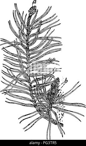 . La botanique pour les étudiants en agriculture . La botanique. 452 SPERMATOPHYTES (plantes à graines) sporophyte. - Les sporophytes des pins sont pour la plupart de grande taille et dans certains cas, sont de grandes dimensions. Certaines espèces de pins atteignent une hauteur de 150 pieds ou plus. Il est caractéristique de I'ine d'arbres ont un tronc principal et relativement petites branches latérales. Les branches principales sont généralement en groupes, et dans quelques pins, à moins que l'on peut inspecter de près, les succursales en erreur en verticilles. Il y a une réduction graduelle de longueur de branches d'en bas jusqu'- Ward, de sorte que les arbres cultivés en plein ont une forme conique {F Banque D'Images