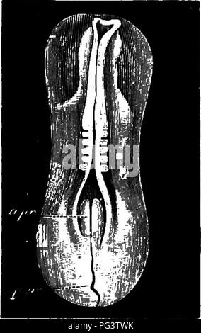 . Les éléments d'embryologie . L'embryologie. III.] LE CANAL médullaire. Fig. 23. 67. Vue dorsale de la zone pelluoida trempé op un poussin avec cinq Somites. Mesoblastio Les plis ont médullaire durant une partie de leur étendue, mais n'ont pas united. a.pr. partie antérieure de la ligne primitive ; p.pr. la partie postérieure de la ligne primitive. ikfc). Il n'est pas complètement fermé dans une période jusqu'à con- siderably plus tard que celui que nous étudions. Pendant ce temps, d'importants changements se produisent dans la partie axiale du mésoblaste, qui se trouvent de chaque côté de la notochorde sous les plis médullaires. Dans un Banque D'Images