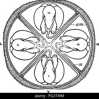 . La biologie de jumeaux (mammifères) . Des jumeaux. 6o La biologie de jumeaux du blastocoele. Les canaux de liaison amniotique ratatinée et l'amnion commune sont tout à fait évident à ce moment et persistent par étapes encore plus avancée que cela. La grande zone en bas de la vésicule, s'étendant de la placenta de la certains- o qu'a fait vege[--pôle, conserve sa transparence. Il convient de noter qu'à partir de cette étape jusqu'à un stade peu avant la naissance pas de changements se produisent qui sont particulièrement importantes pour une étude du jumelage. L'ensemble de la vésicule vitelline se développe énormément, mais l'embryon et l'amnia Banque D'Images