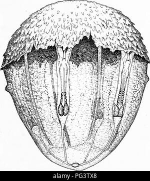 . La biologie de jumeaux (mammifères) . Des jumeaux. En jumelage Dasypus novemcinctus 57 vaisseaux vitellins, disposées un peu comme dans la zone pellucide et salon de l'oeuf opaqua aviaire, sont. Fig. i8.-oeuf Armadillo montrant que les embryons primaires (II et IV) sont à l'avance de l'embryons (secondaire I et III). Le placenta comme primaire devient Trager déplacées par le vrai secondaire placenta, ce qui est couvert de villosités, ou à court de doigt, les processus (voir l'étape X). (D'après un dessin de Newman et Patterson.) très caractéristiques de ce stade ; pas de sang est trouvé dans cette zone vitelline et aucun vitel Banque D'Images