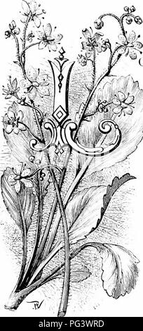 London Pride est une plante robuste et attrayante qui est souvent sous-évaluée par les jardiniers et les botanistes. Cependant, c'est une fleur résiliente et colorée, idéale pour cultiver et étudier. Sa beauté simple est mise en valeur dans divers jardins, et il est noté pour être particulièrement utile pour ceux qui apprennent les structures végétales comme les étamines et les grains de pollen. Banque D'Images