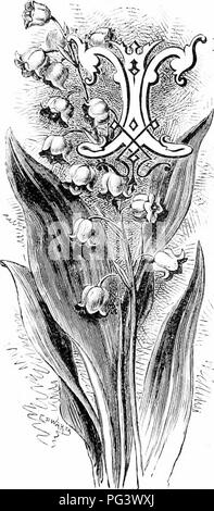 La collection 'Familiar Garden Flowers' met en valeur le lis de la vallée, une plante admirée par les poètes pour sa beauté et son parfum. Cette fleur se distingue dans la littérature, comme il est fréquemment mentionné, contrairement à d'autres lis. La collection souligne la valeur ornementale de la plante dans les jardins et la floriculture. Banque D'Images