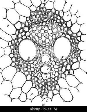 . Botanique physiologique ; I. Lignes de l'histologie d'phaenogamous les plantes. II. Physiologie végétale. Physiologie végétale ; anatomie végétale. Faisceaux collatéraux. 121 lorsque les ensembles de plantes correspondantes des différents groupes sont comparés ensemble, certains divei'sités en ce qui concerne l'aménagement des bois et les éléments sont exposés liber ; mais la plupart des cas peuvent être witliont diffltulty visés à la classe de 366. (Voir 313 faisceaux collatéraux) de l'ordinaire ; à savoir, ceux qui ont l'aspect externe sur liber et le bois sur' l'aspect interne. Dans certains cas, cependant, cette commande maj- être cxactlj-reve Banque D'Images